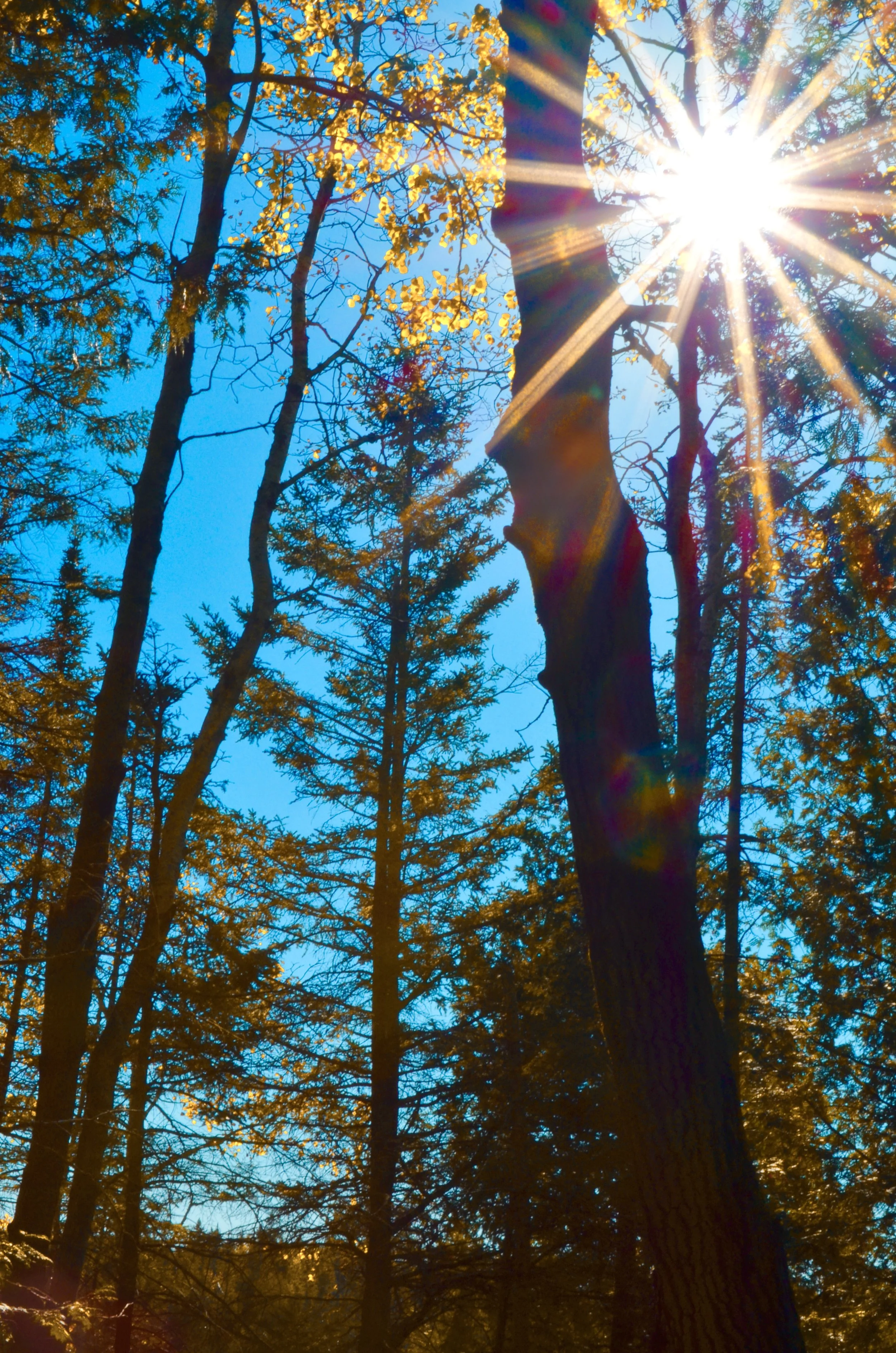 Sun shining through the branches of tall trees with yellow leaves on a bright, clear day.