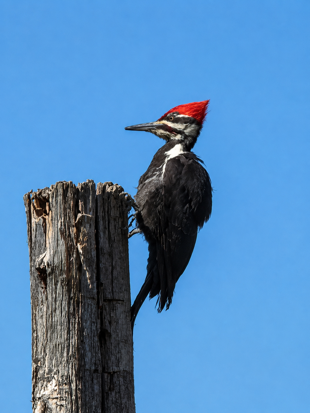 A woodpecker perched on a weathered wooden post against a clear blue sky, showing black and white feathers with a bright red crest.