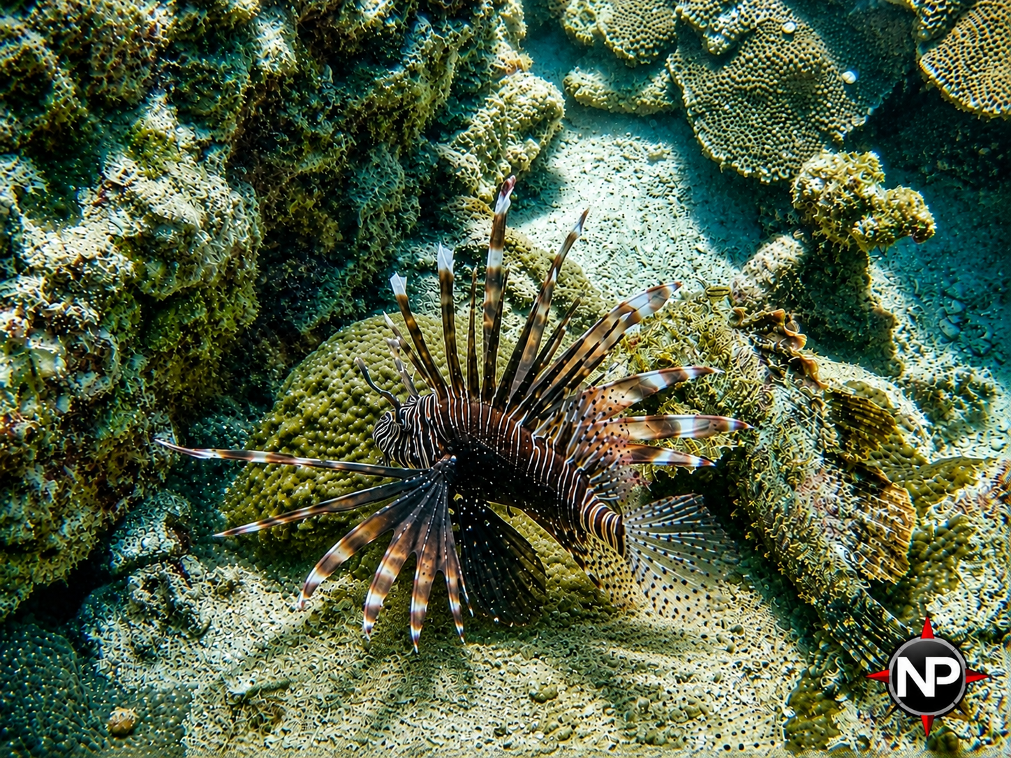 A lionfish swimming among coral reefs in the ocean.