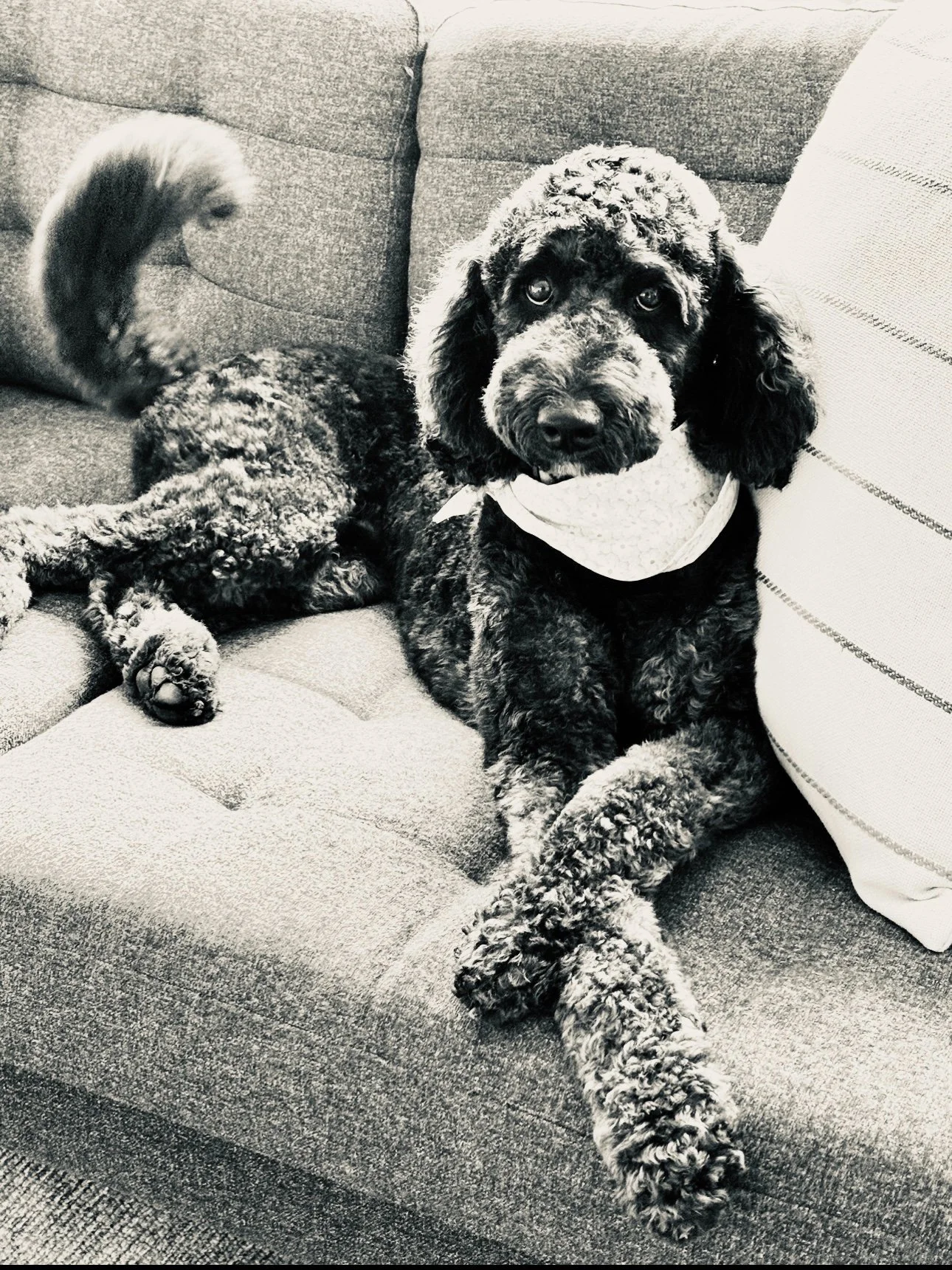 Black and white photo of dogs