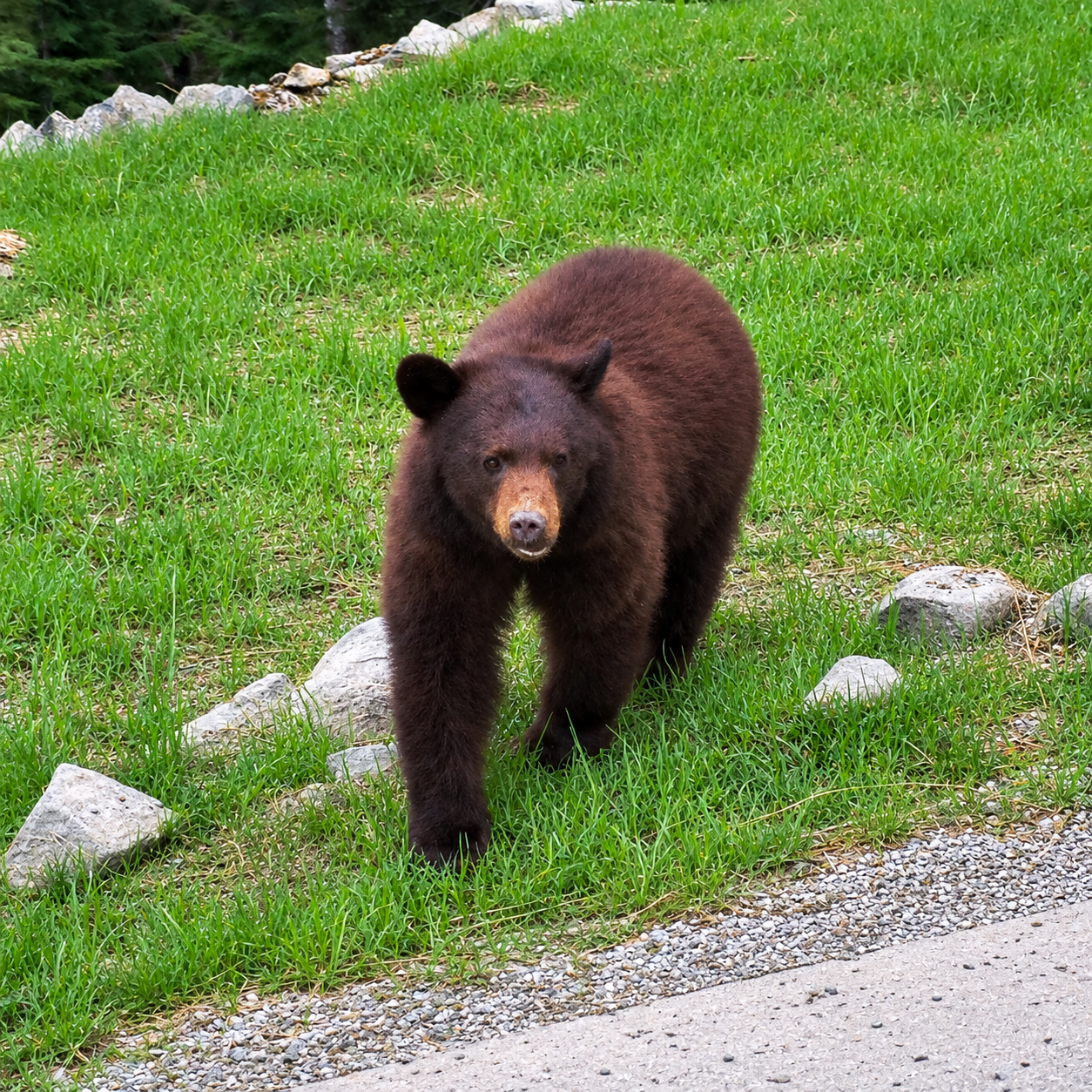 A brown bear walking on a grassy area with rocks and small pebbles, surrounded by trees.