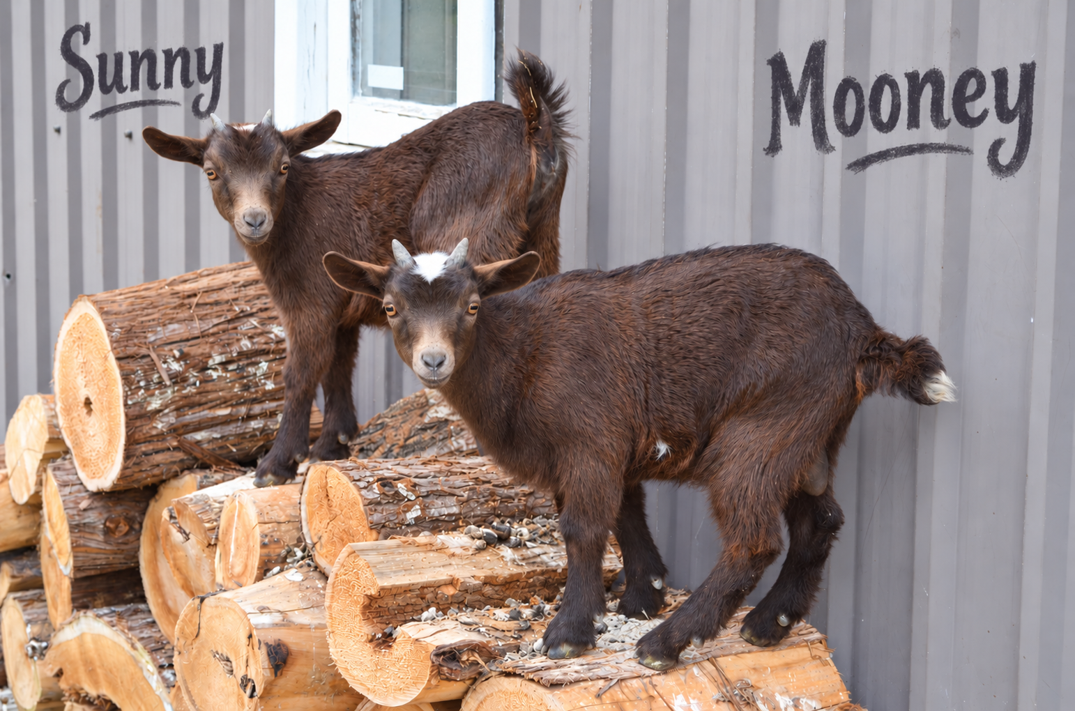 Goat photos