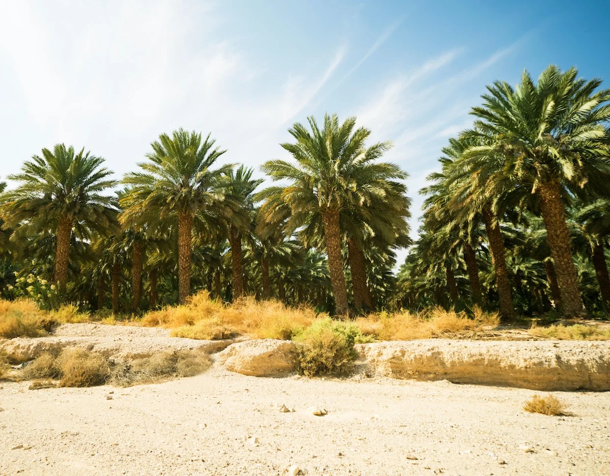 Initiated and led large-scale conservation operations including 25.000 date palms, 48.000 olive trees 