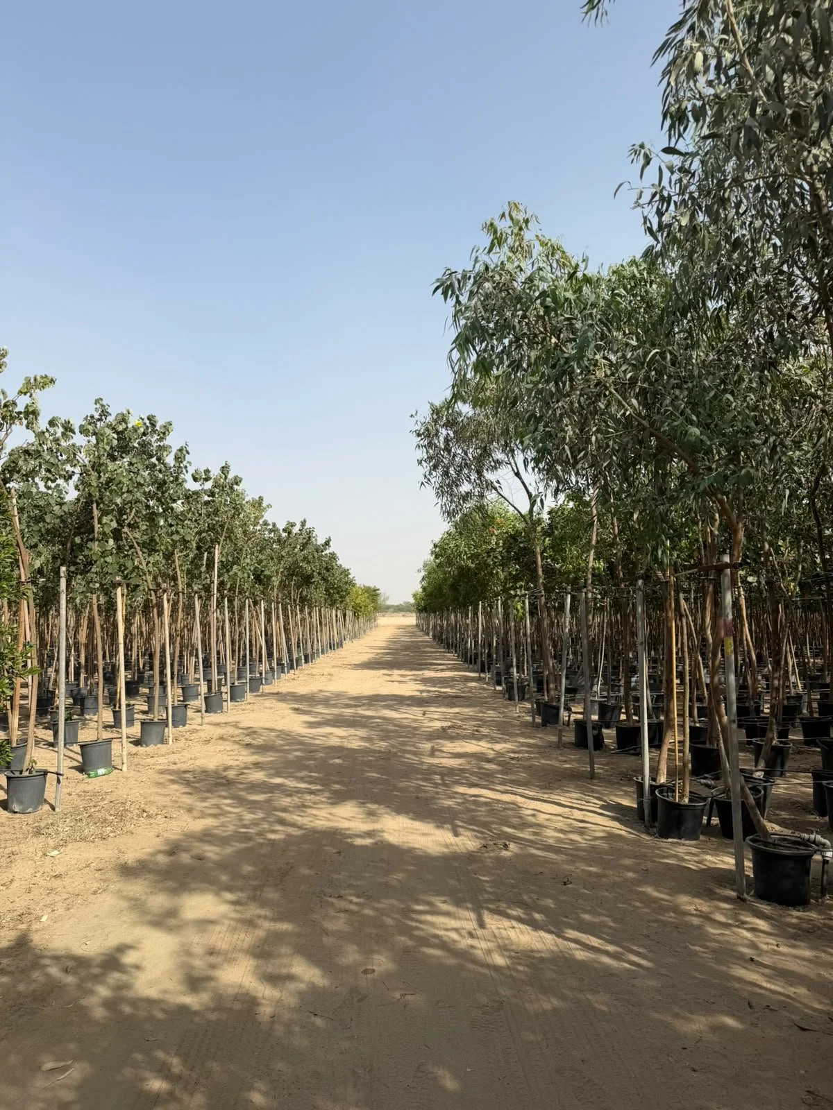Led the strategy, requirements, palette, and acquired 100.000 non native trees for developments in NEOM following maintenance programs