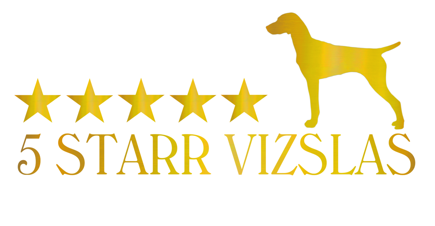 5Starr Vizslas