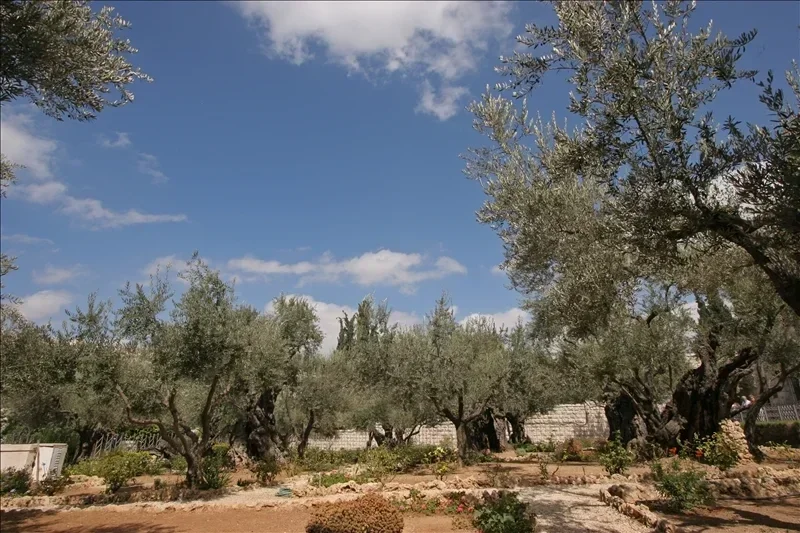 Garden%2BGethsemane.webp