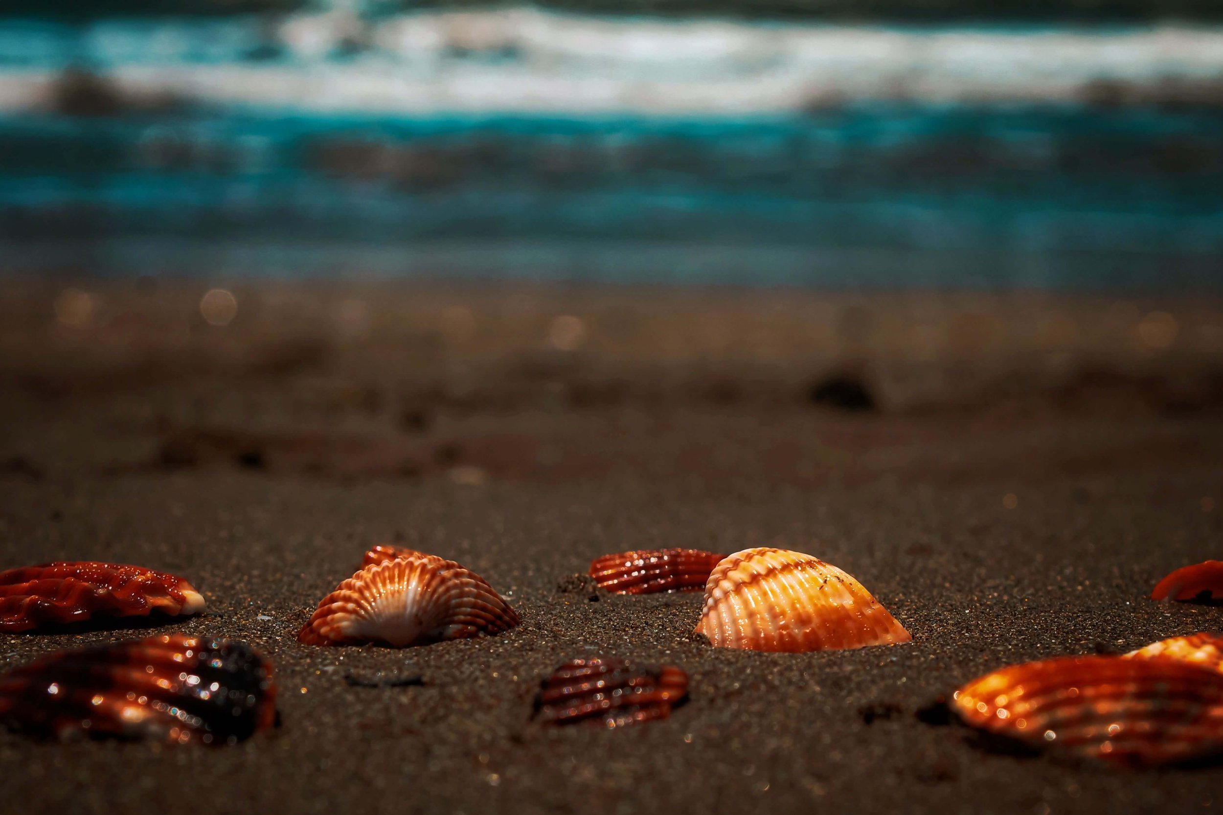 Shells on a beach