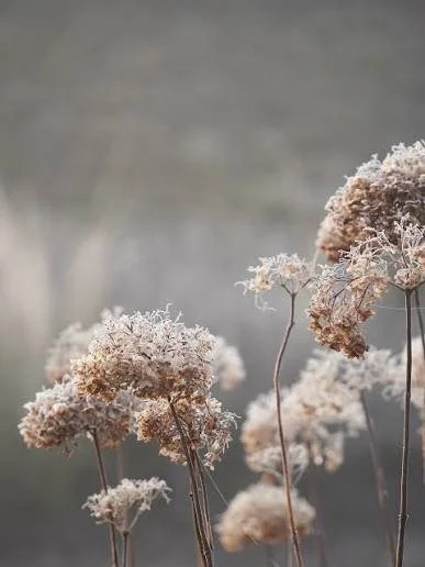 Close-up of dried flowering plants with fuzzy seed heads in soft focus