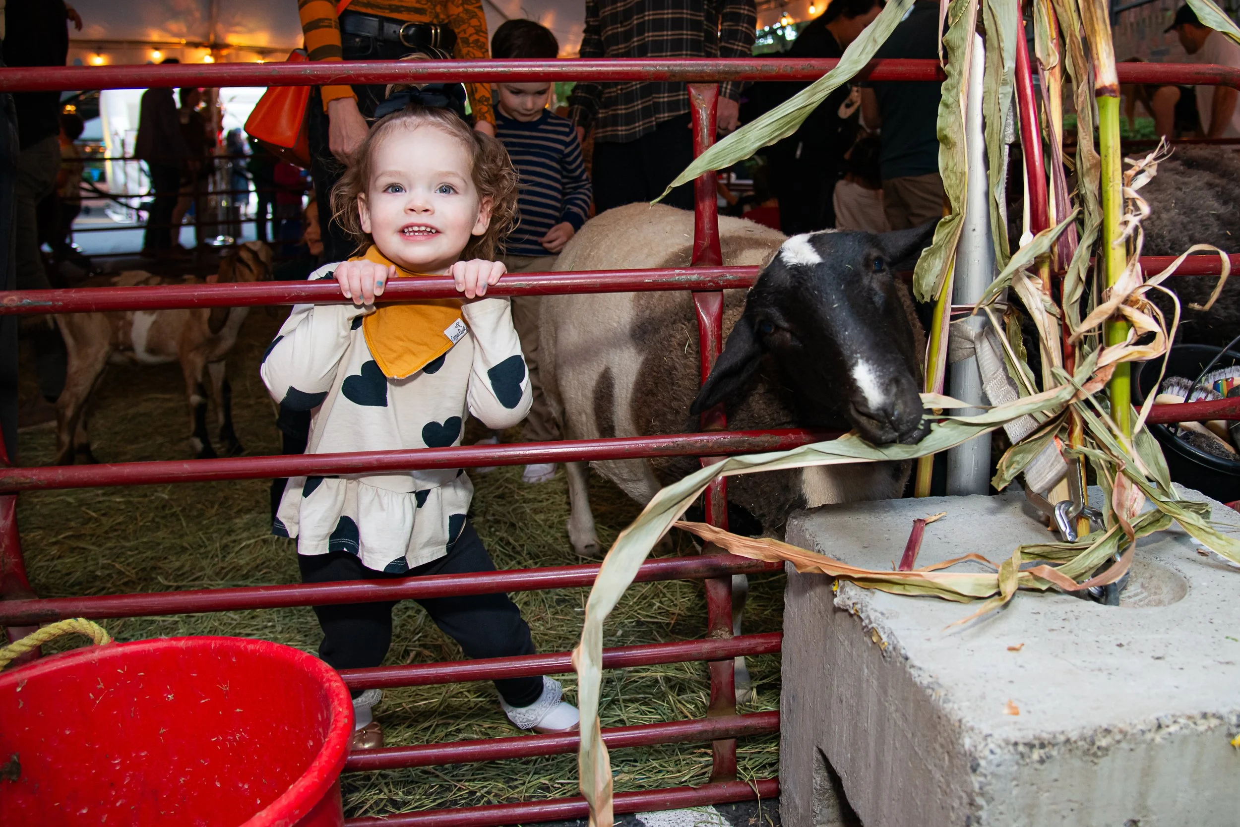 Family_Fall_Festival_B834145.jpg