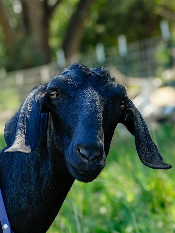 Close-up of a black goat with droopy ears and amber eyes, standing outdoors with blurred greenery in the background.