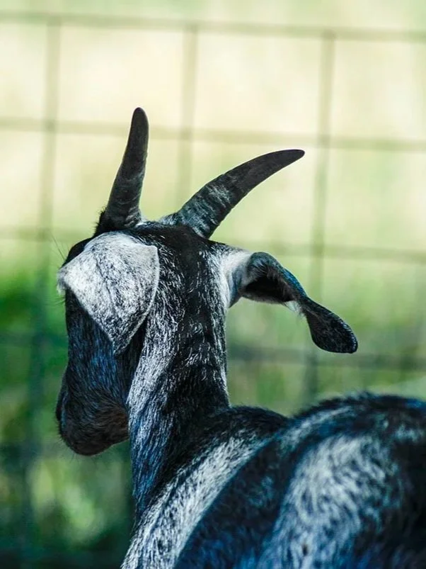 Close-up of a goat with black and white fur and curved horns, standing outdoors with a blurred green background.