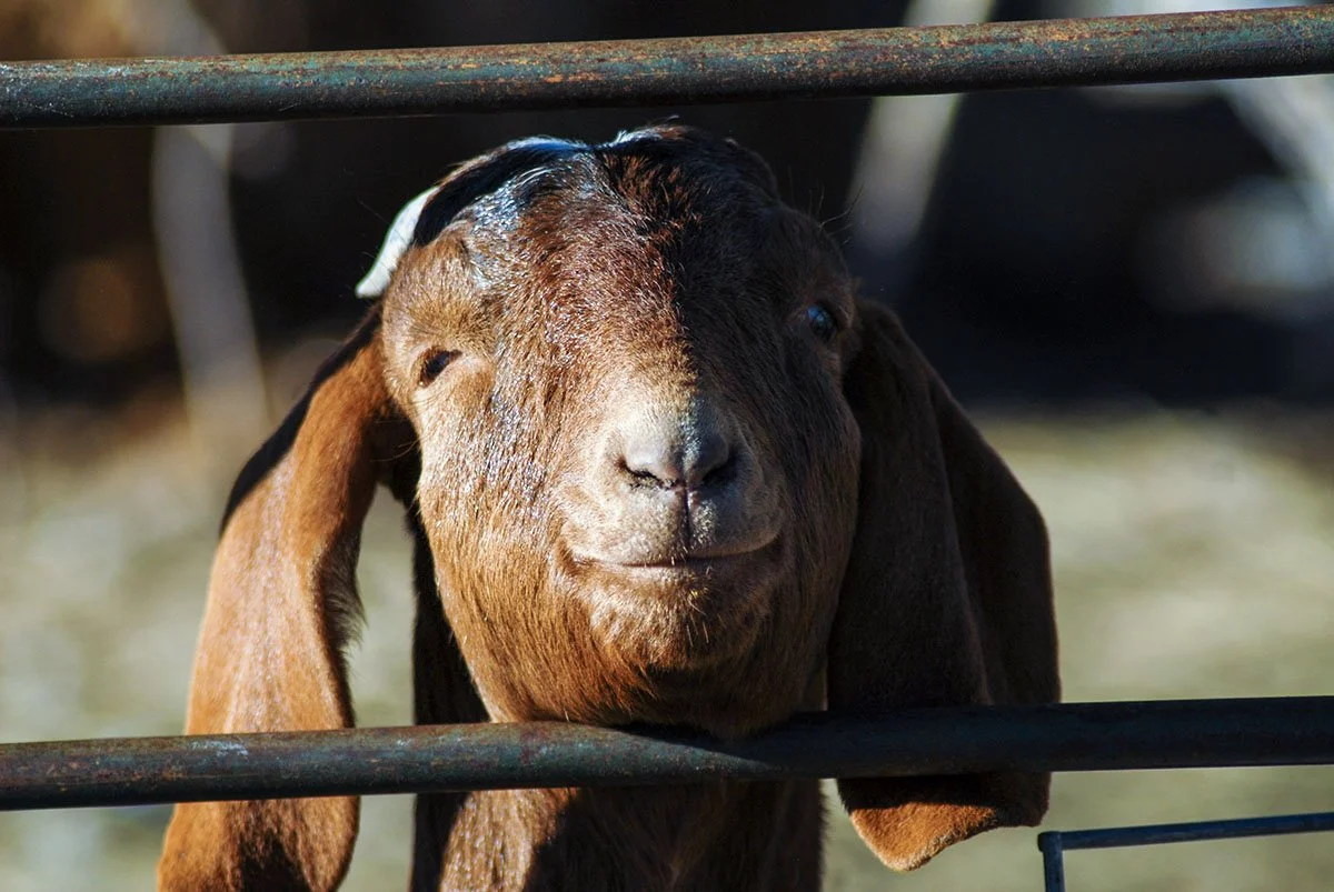 Close-up of a brown and black baby goat (kid) peering through a metal fence, with a blurred background.