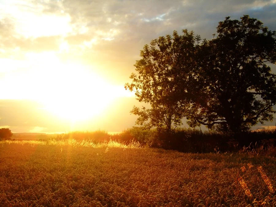 Sunset over a field with tall grass and a large tree.