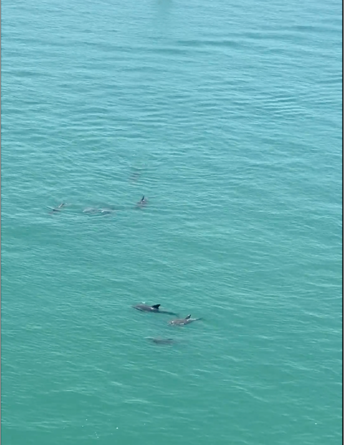 dolphin-pod-isla-del-sol.png