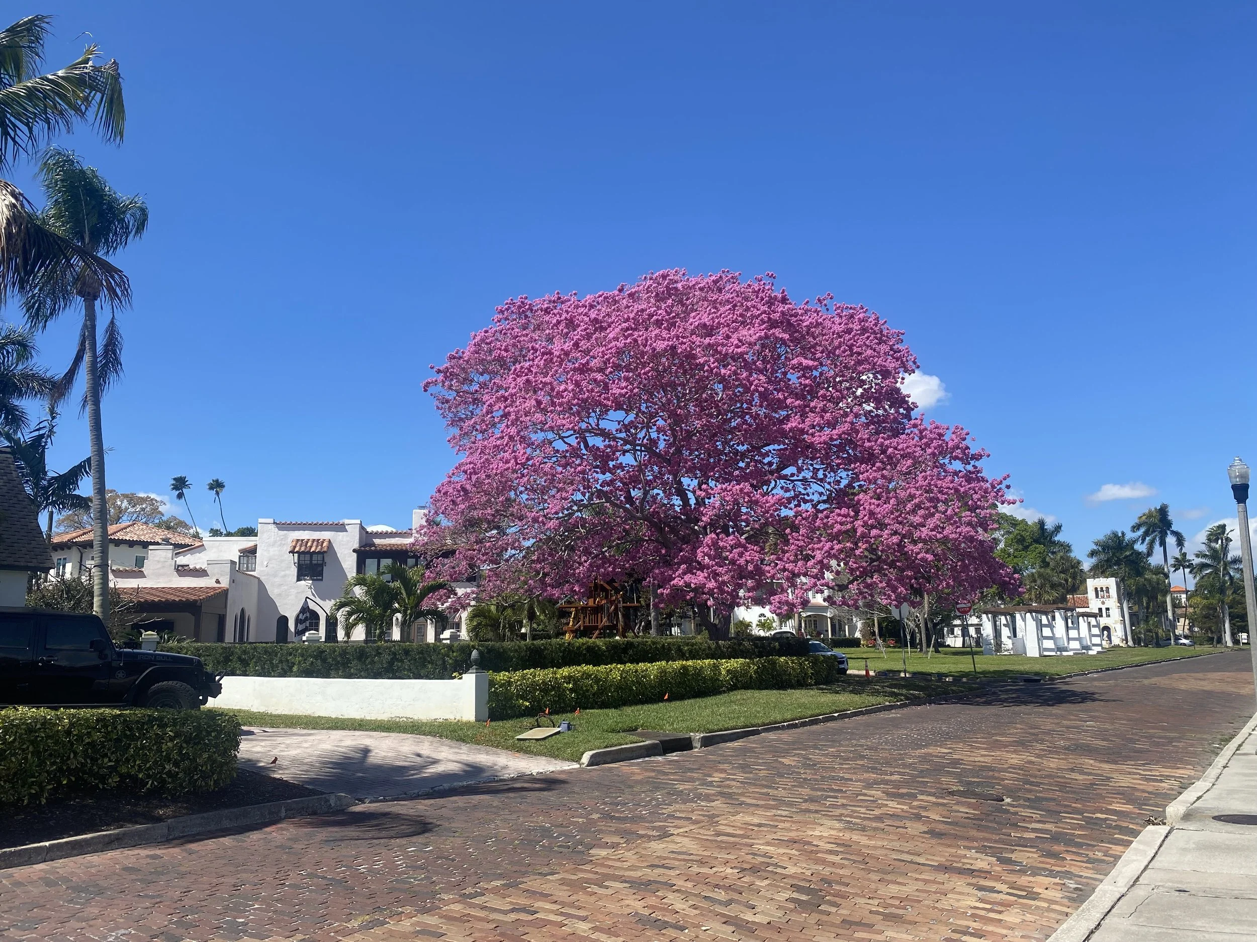 Stunning blossom tree in Snell Isle, St. Petersburg Florida