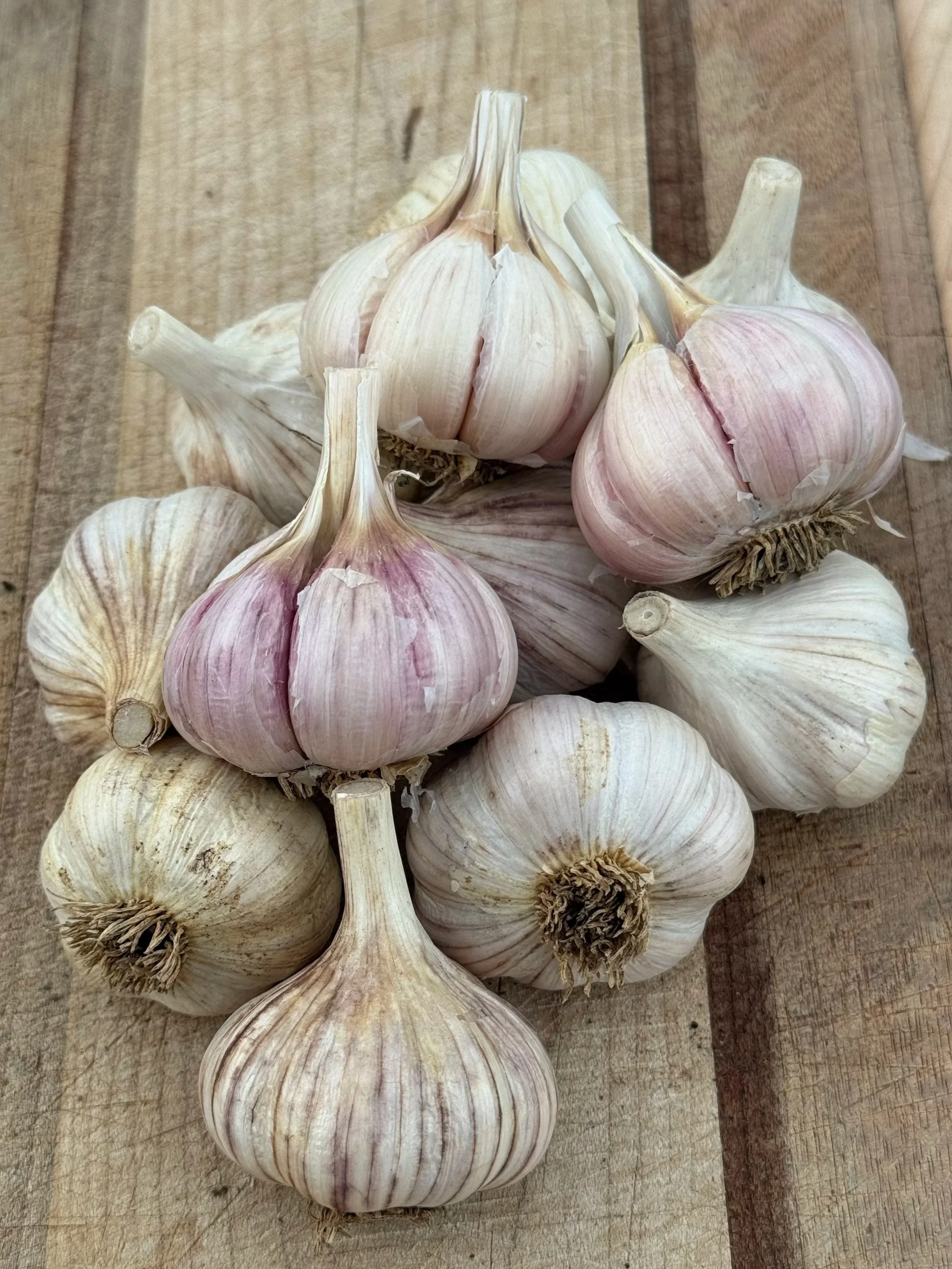 chesnok-red-garlic.jpg