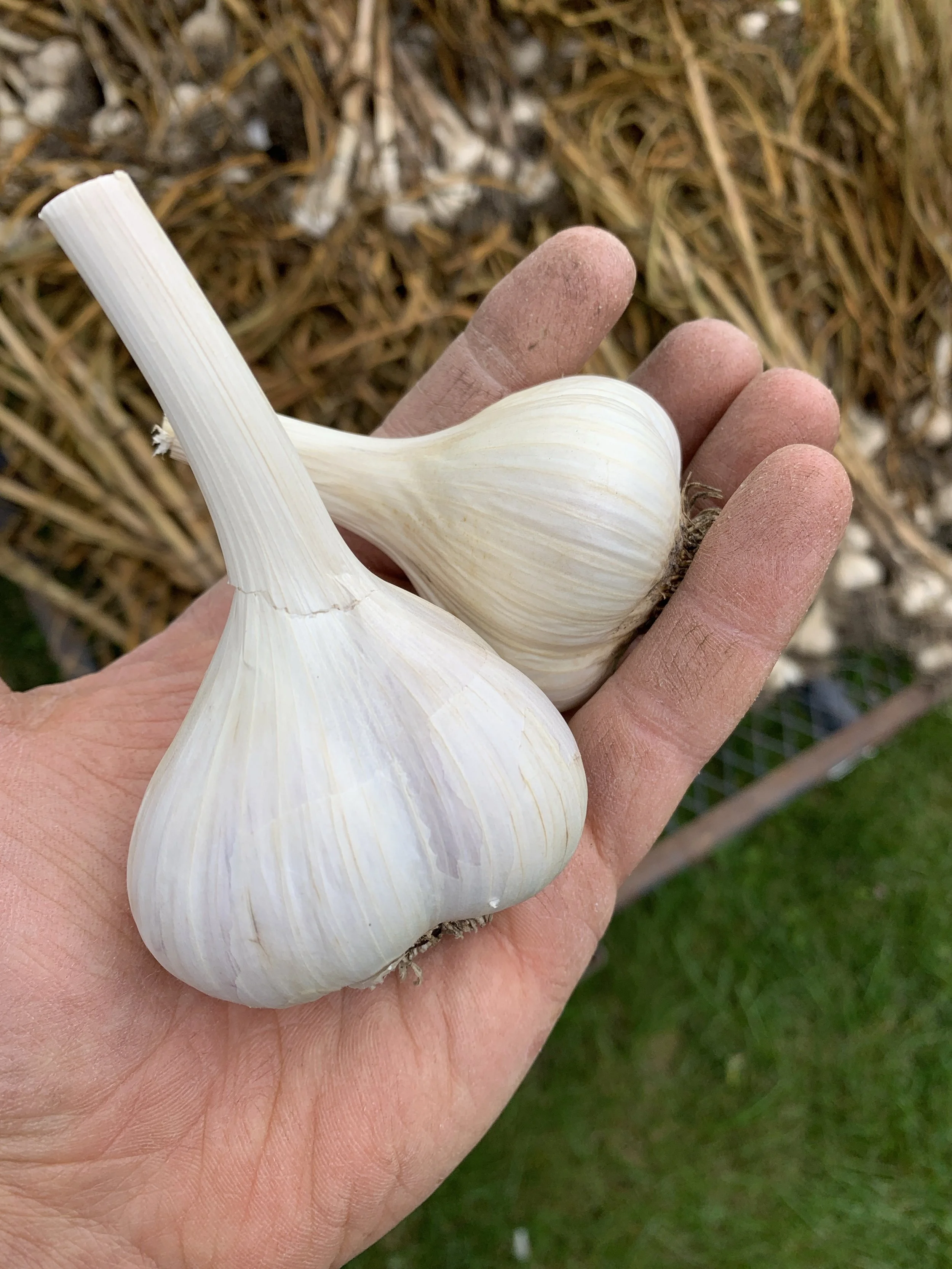 Northern White
