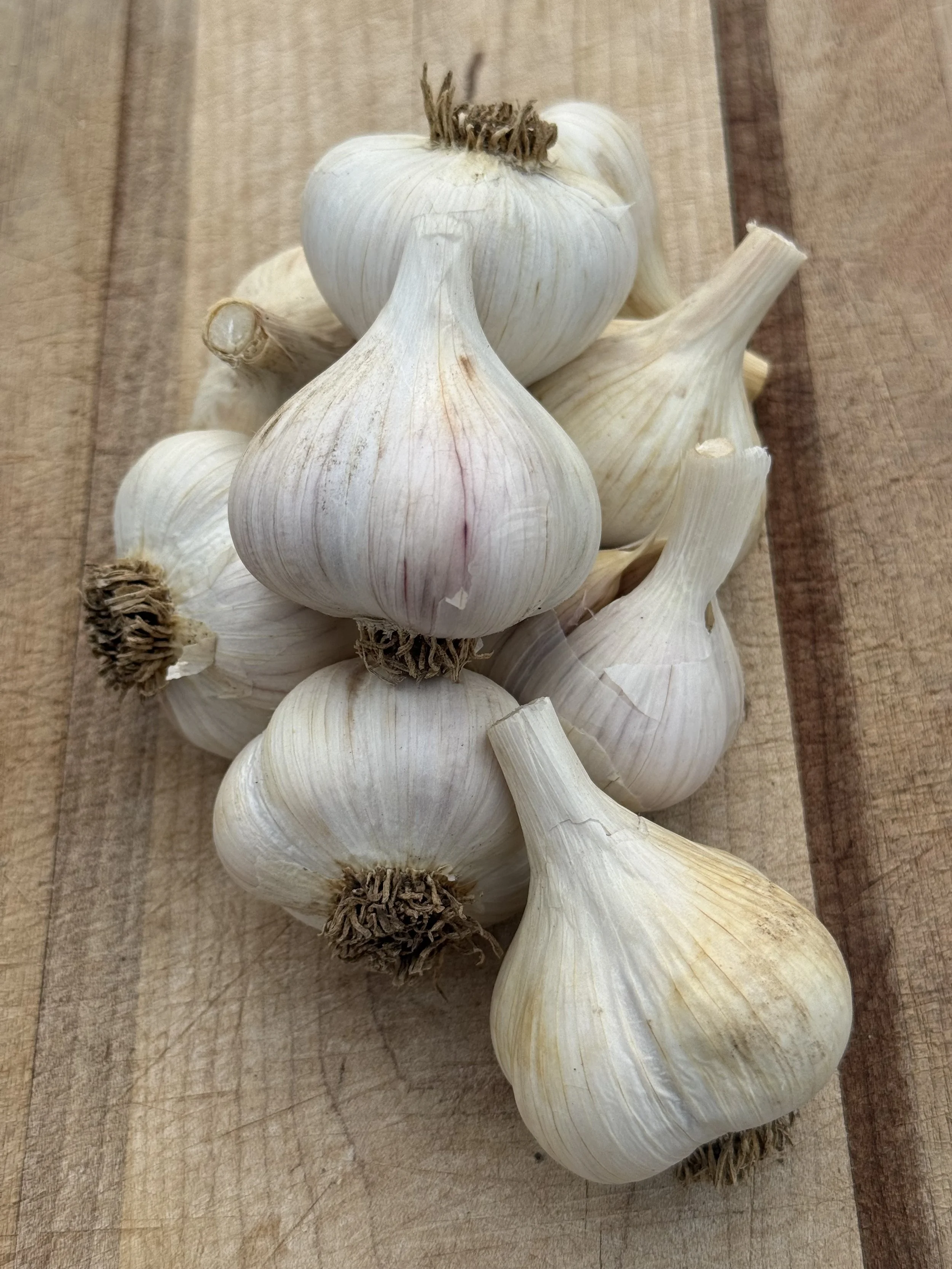 armenian-porcelain-garlic.jpeg