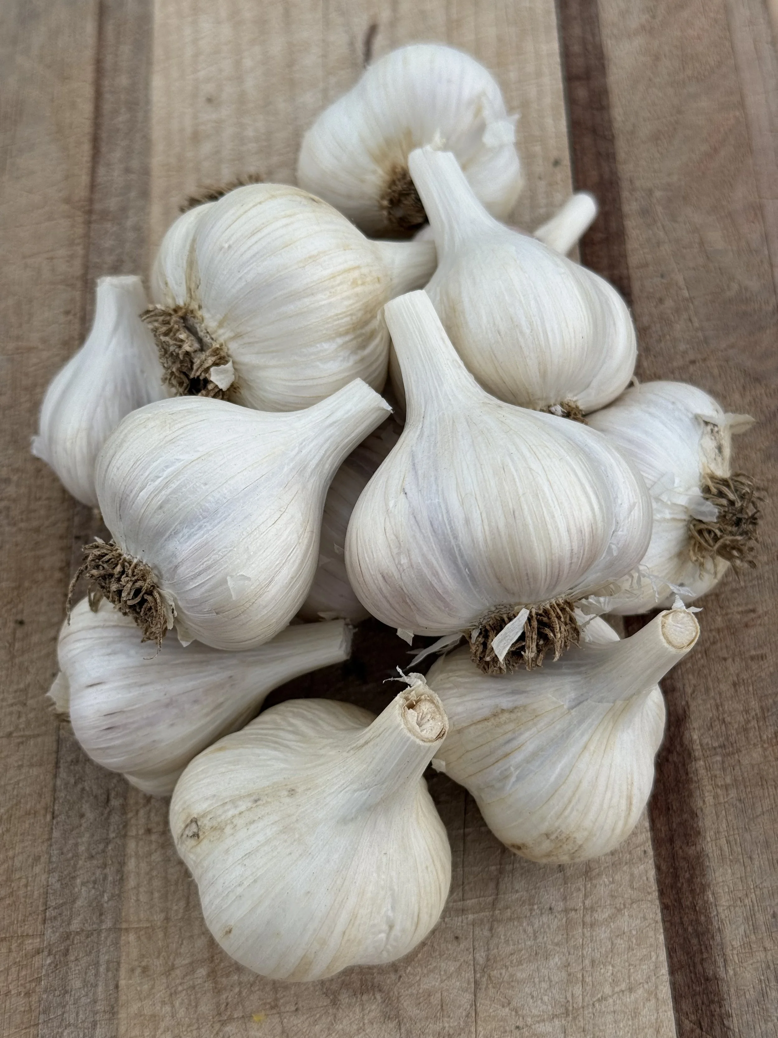 german-porcelain-garlic.jpeg