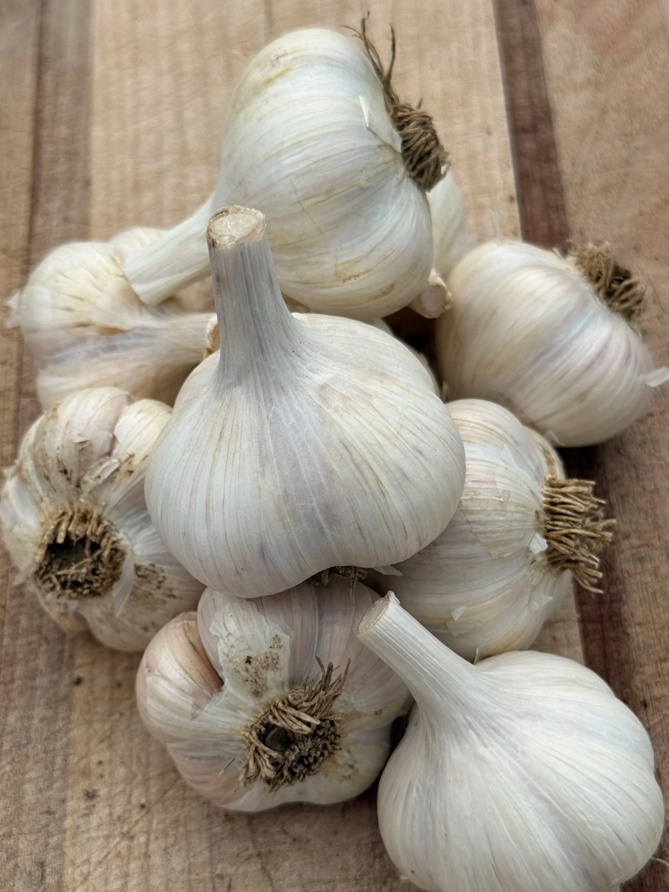 music-garlic-seed.jpg