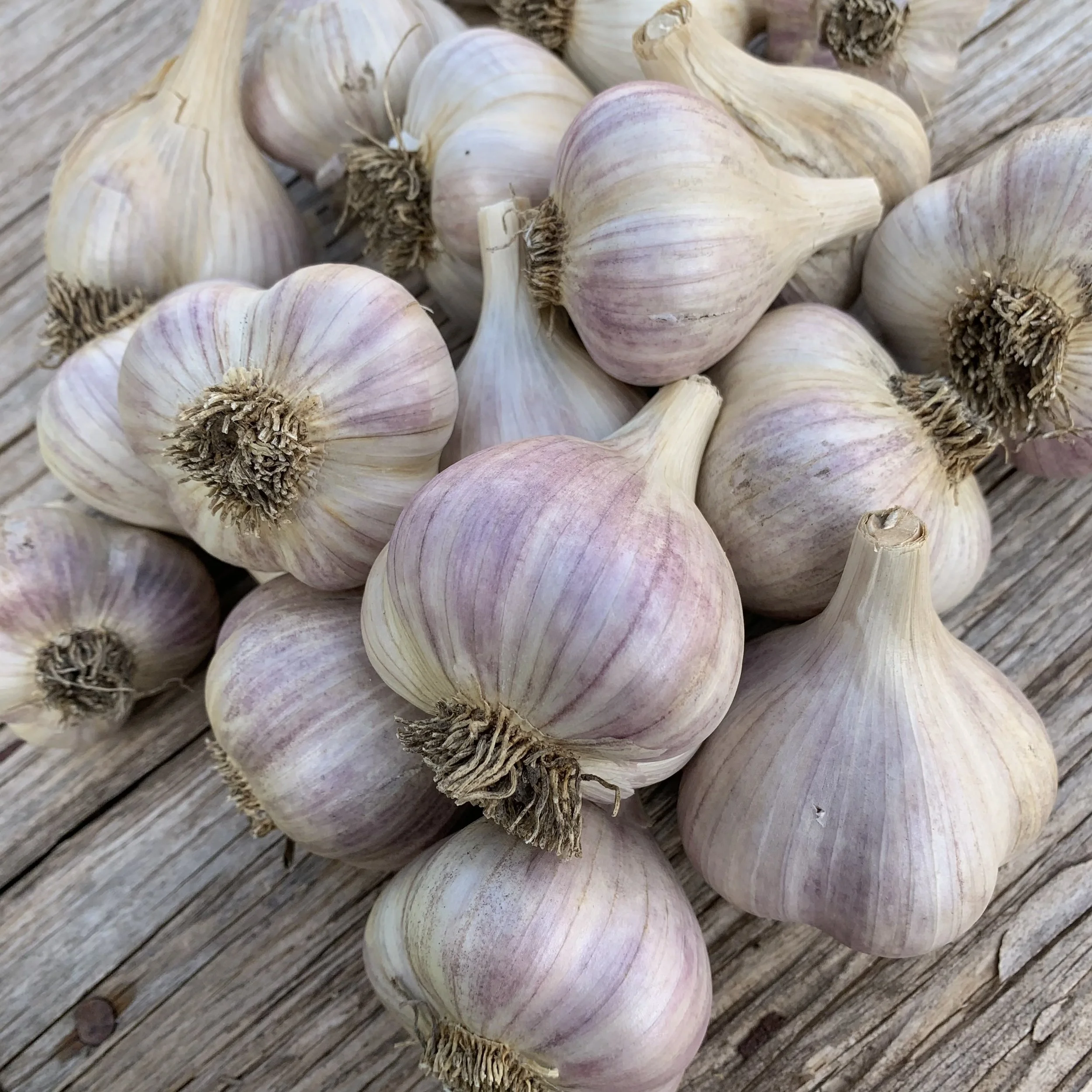 romanian-red-garlic.jpeg