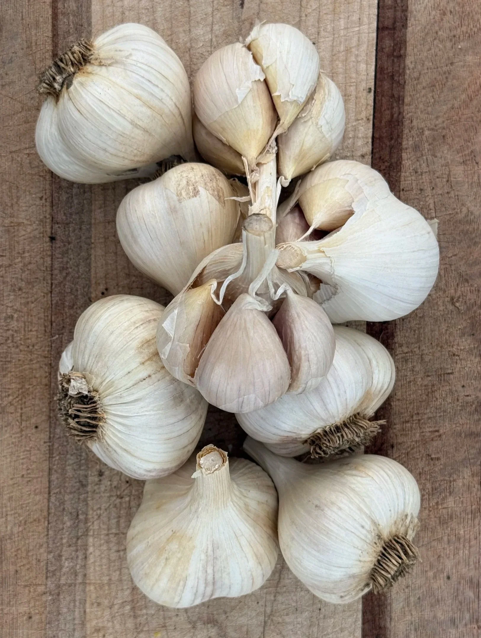 pskem-river-garlic.jpg