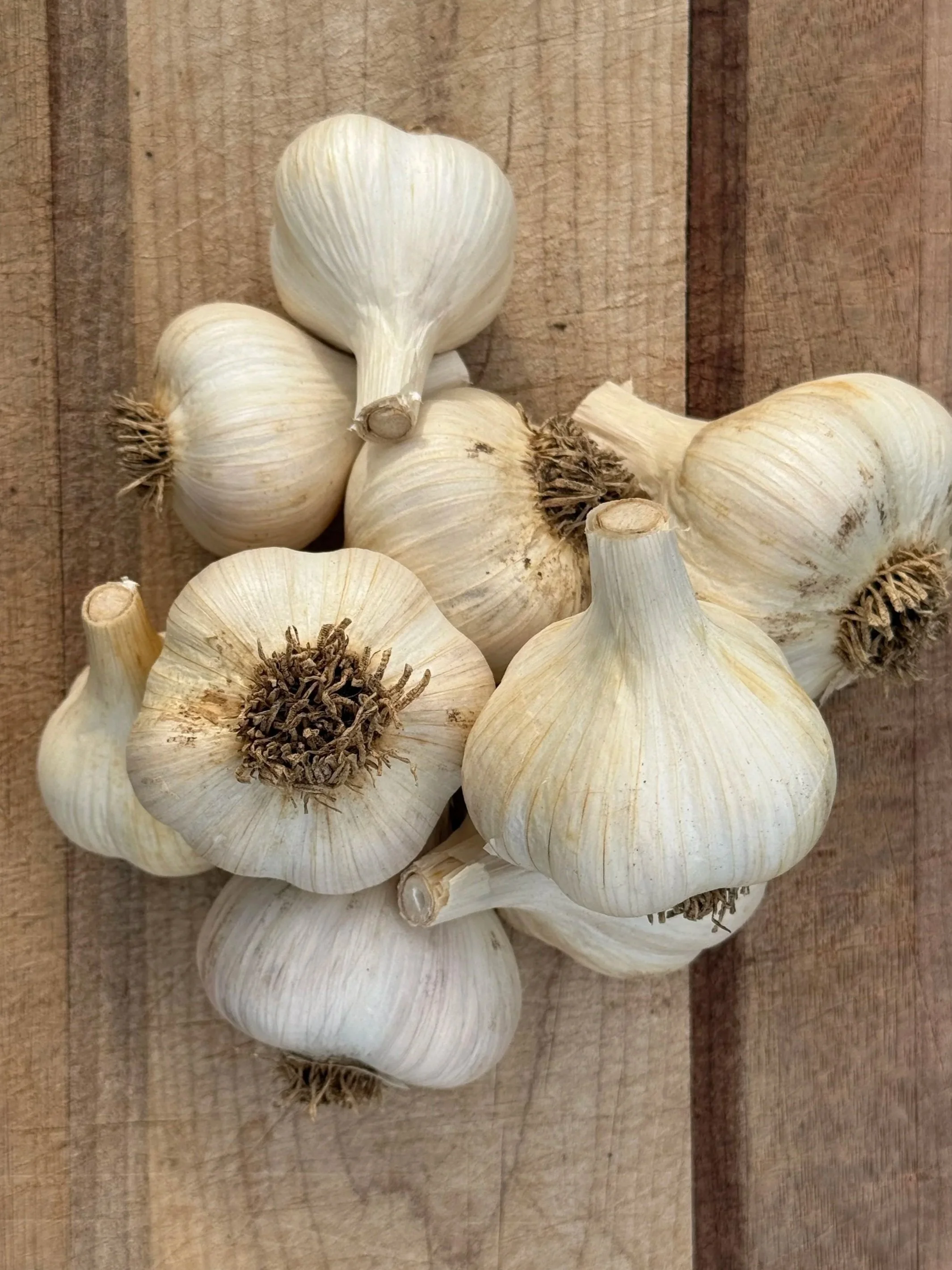 northern-white-garlic.jpg