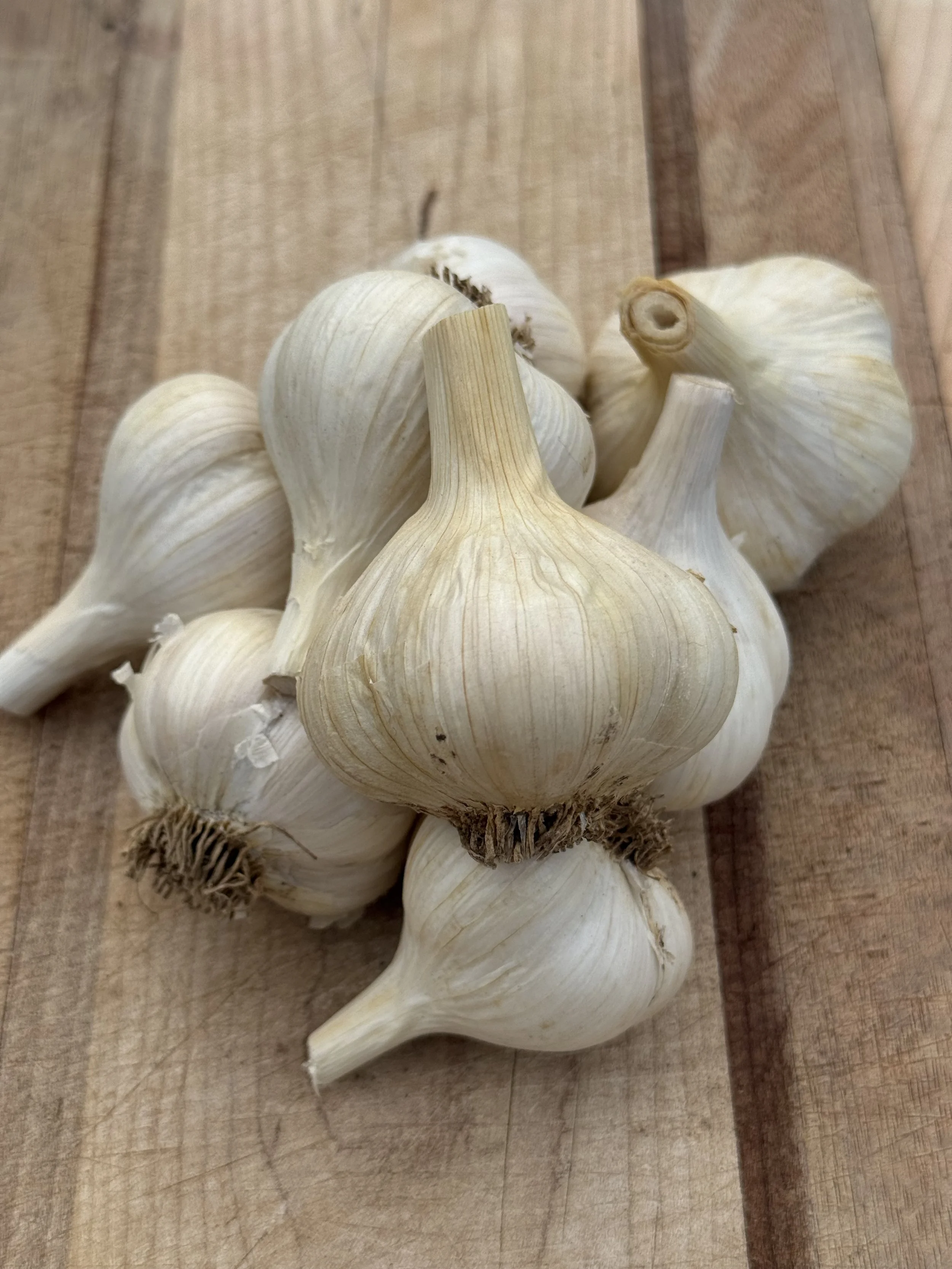 jumbo-german-porcelain-garlic.jpeg