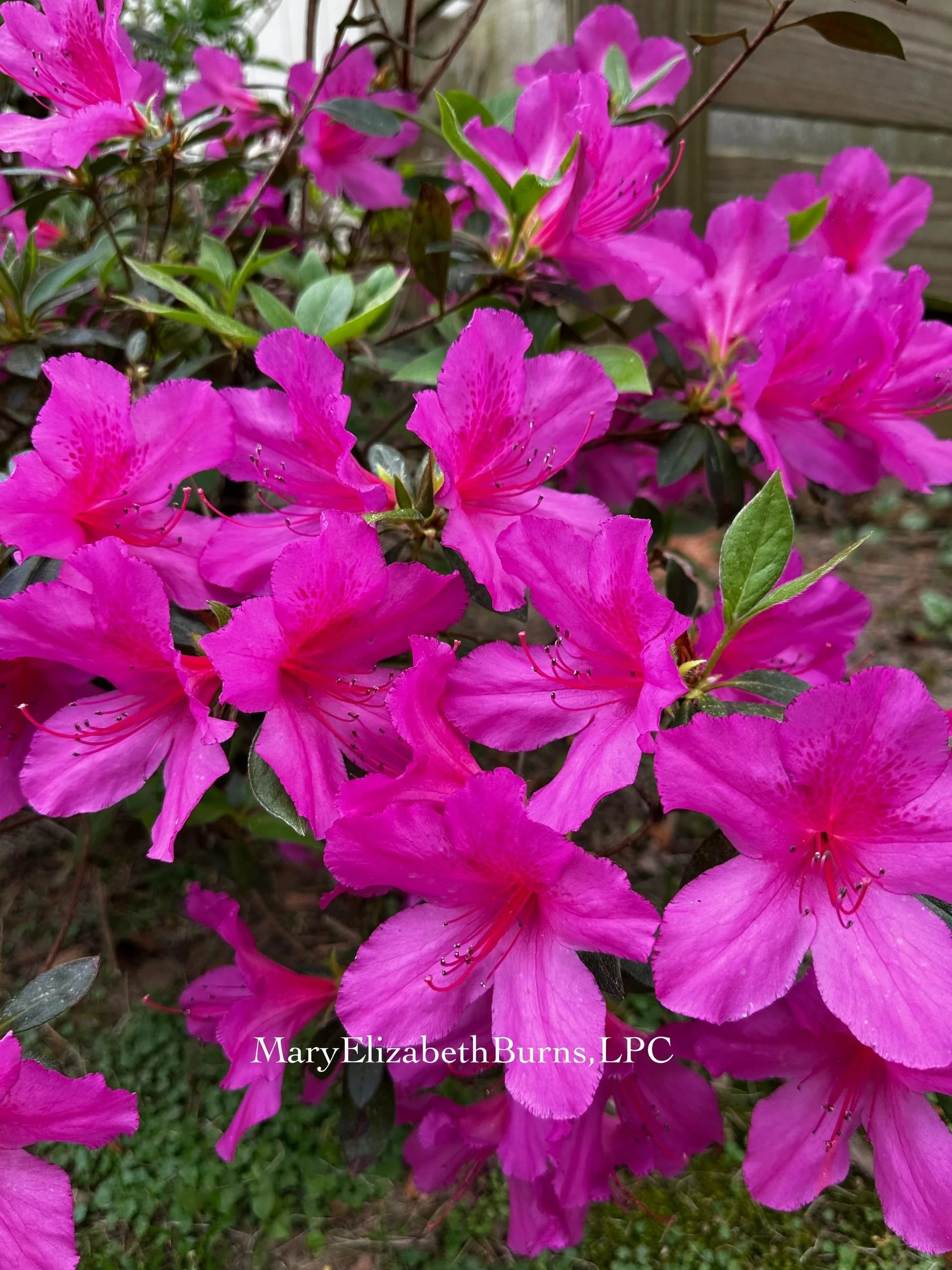 Bright pink azaleas in full bloom