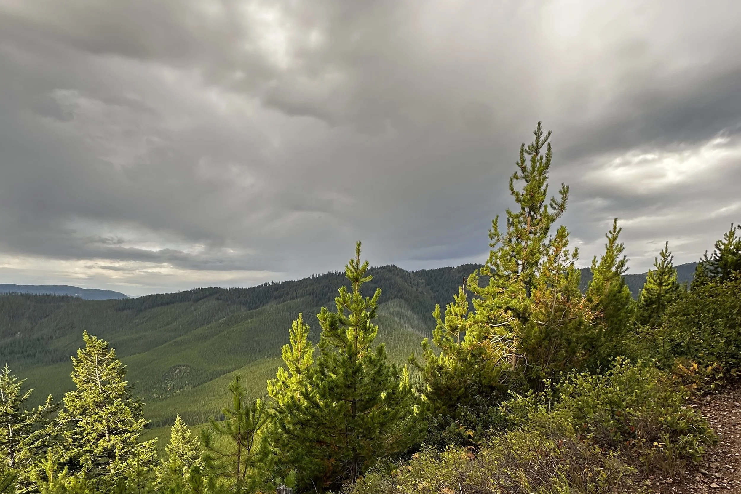 Storm clouds over a forested ridge, with young pines lit along the slope in the foreground