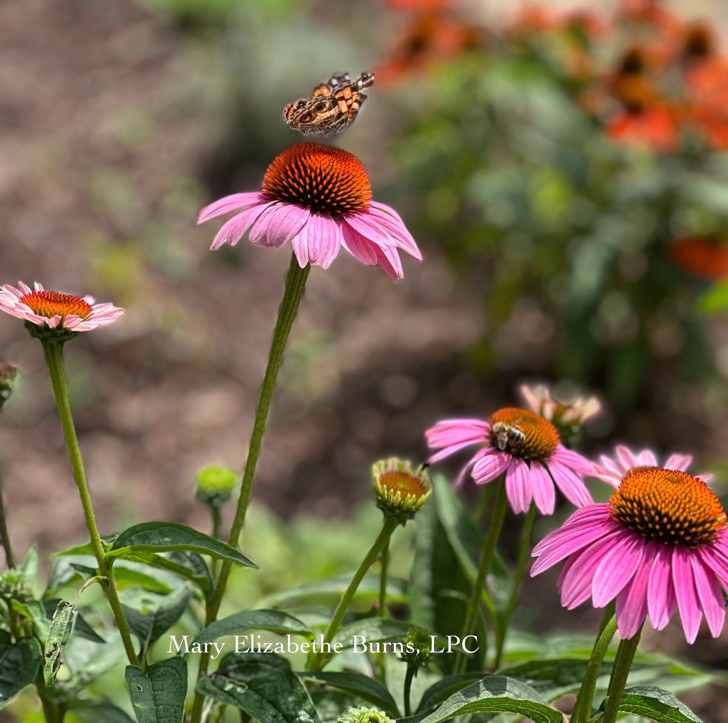 Butterfly resting on a pink coneflower in a summer garden