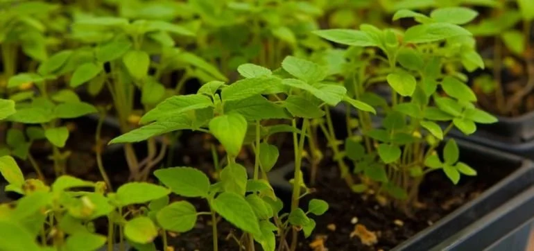 Young seedlings sprouting in a tray of dark soil