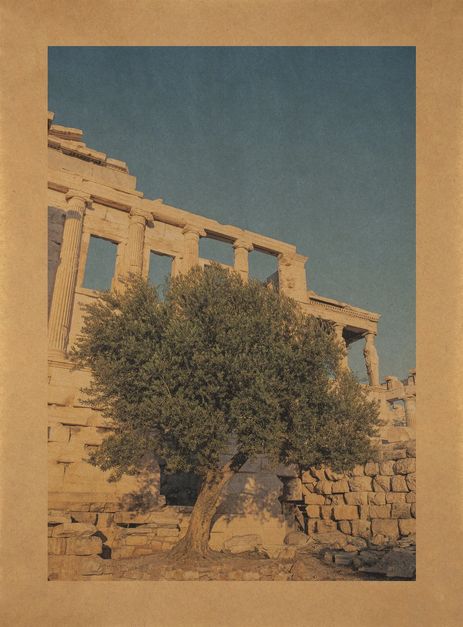 MoriaElia_AthnasOliveTree.jpg