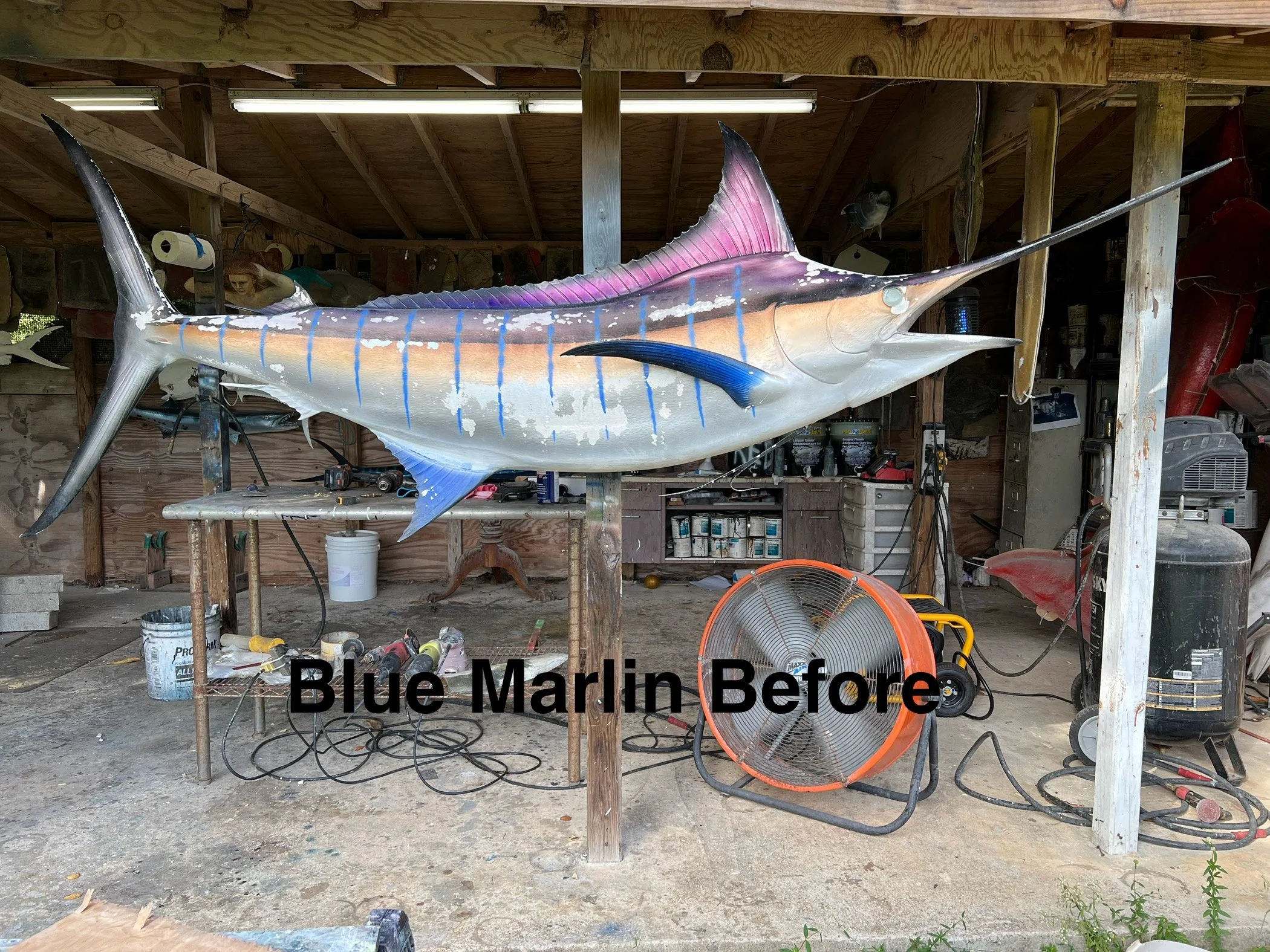 A large, colorful marlin fishing trophy mounted on a wooden stand in a shed or garage, surrounded by various tools and equipment.