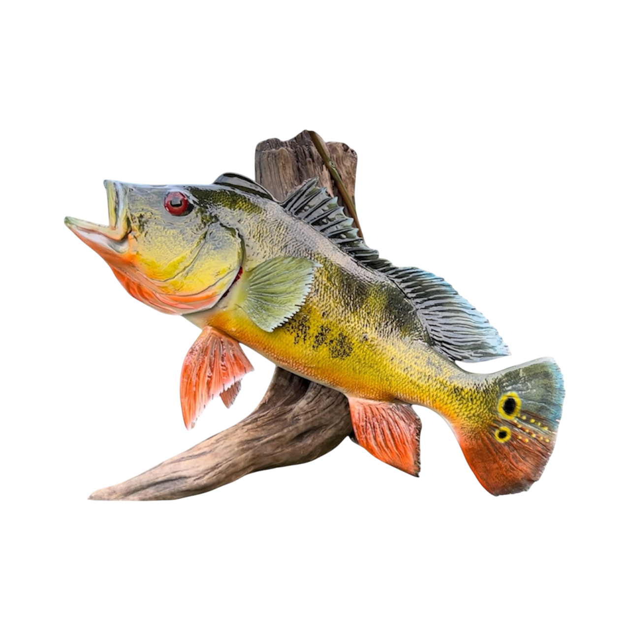 PEACOCK BASS 25.PNG