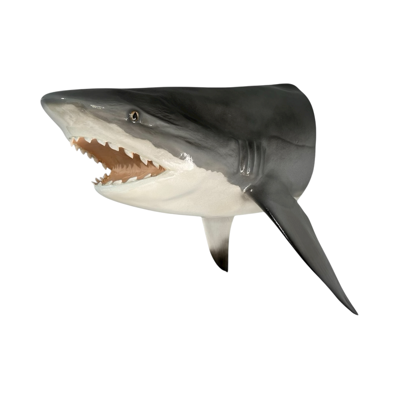 BULL SHARK HEAD MOUNT 46.PNG