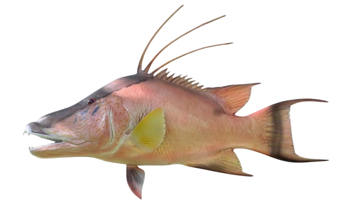HOG SNAPER 114.PNG