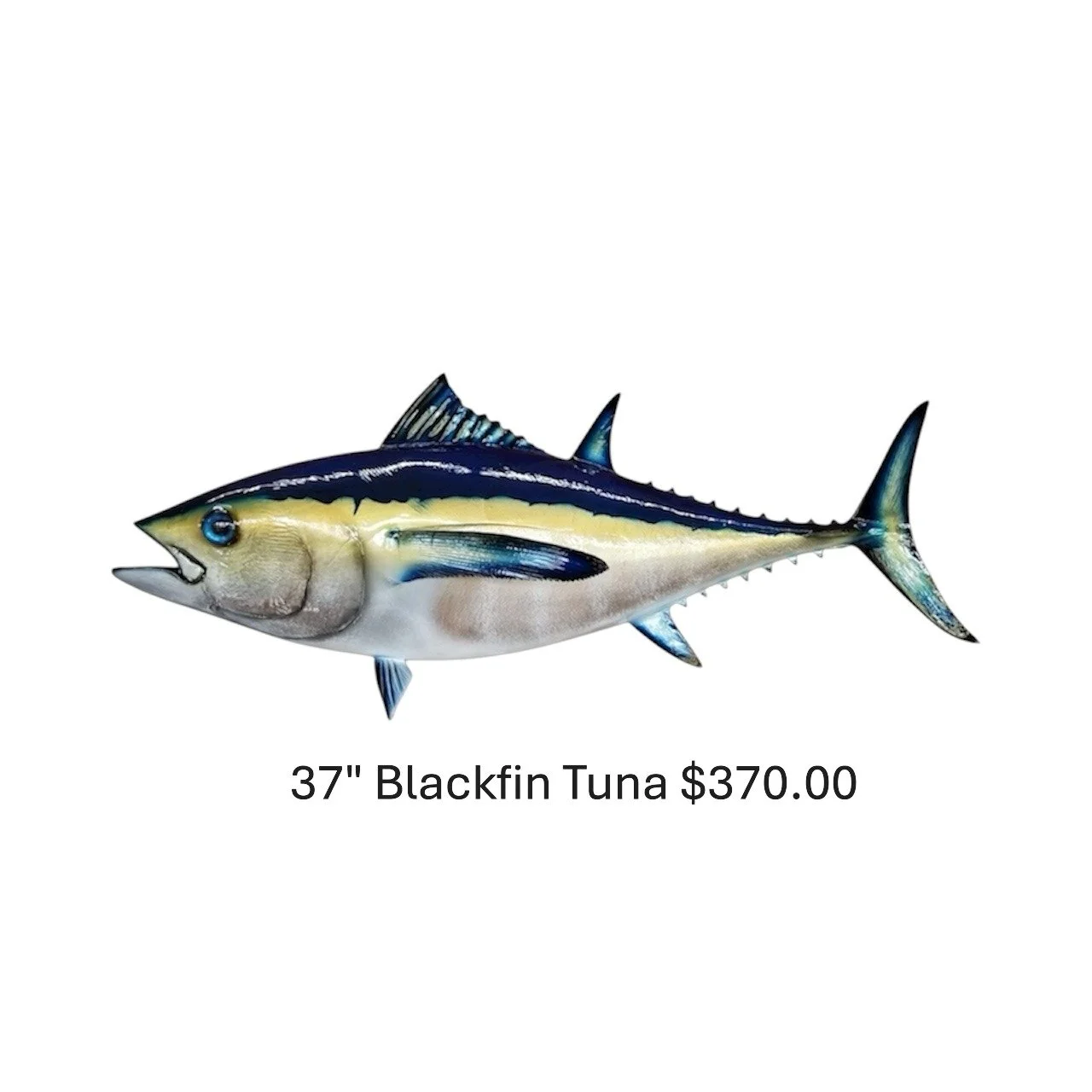 37" Blackfin Tuna