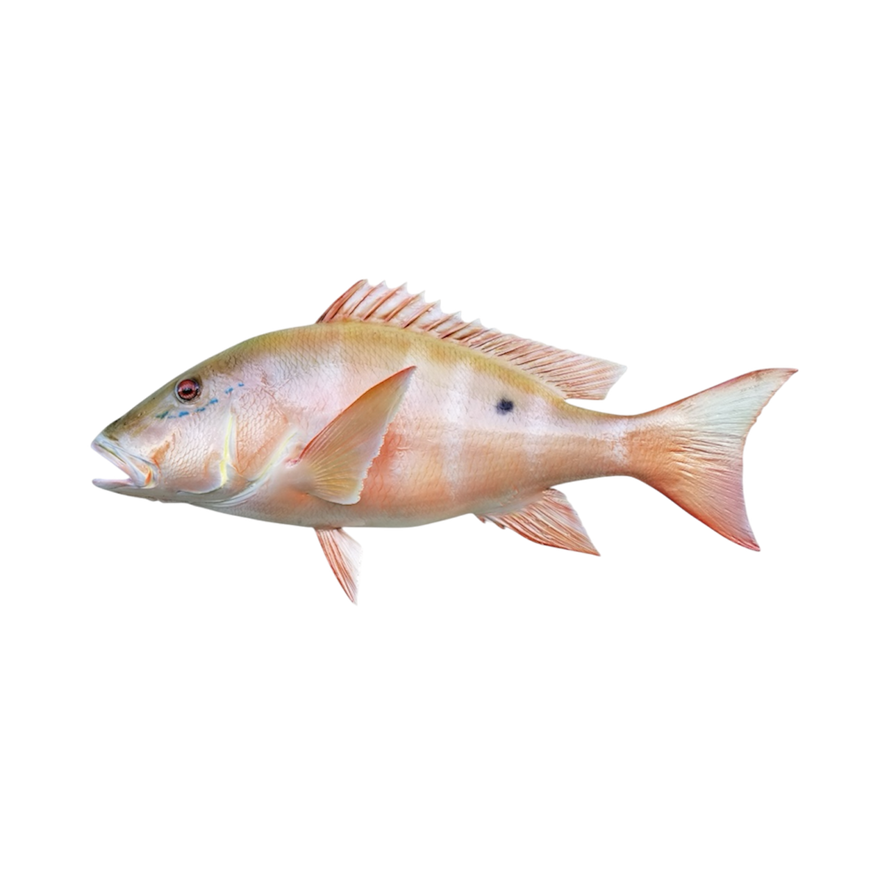 MUTTON SNAPER 20.PNG