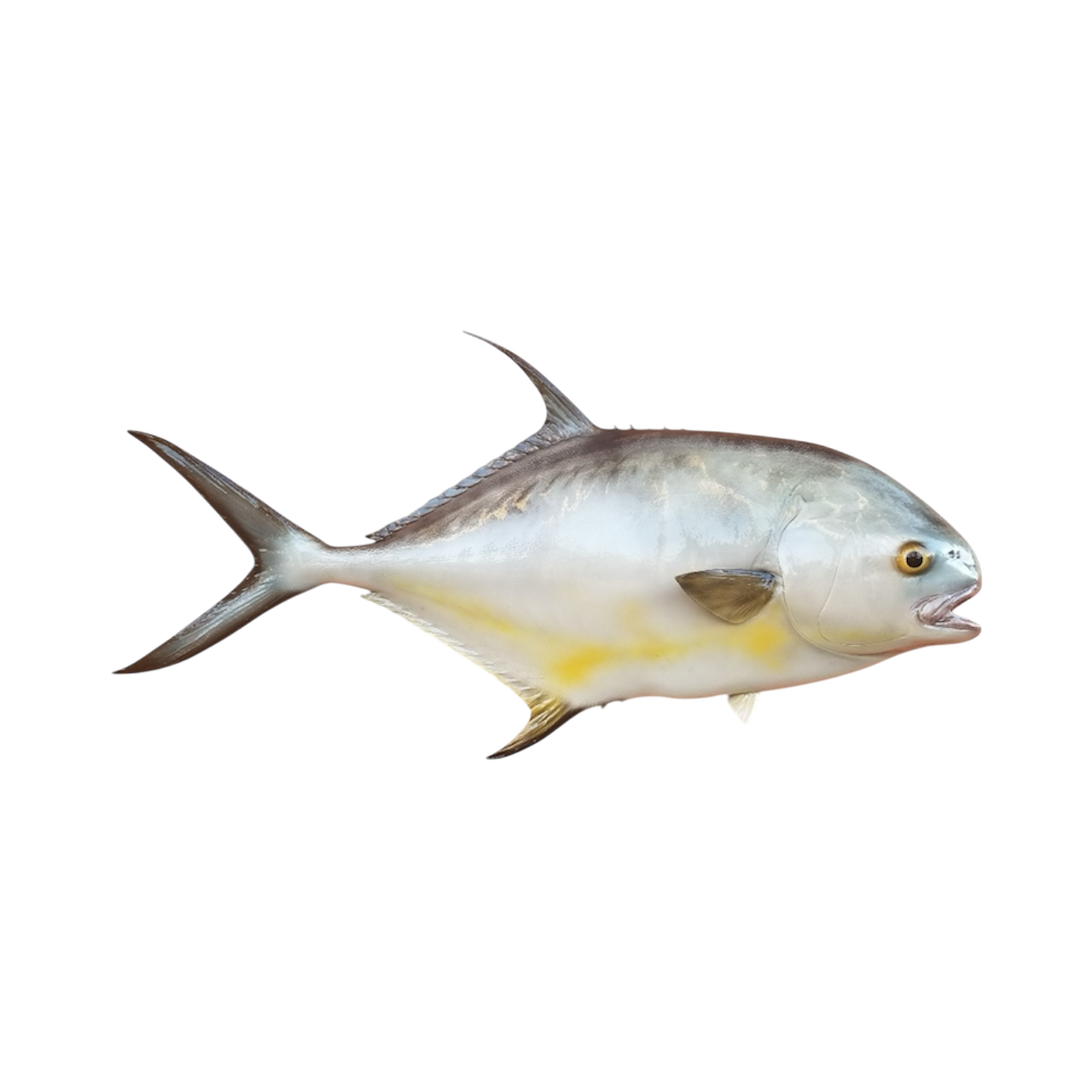 PERMIT 19.PNG