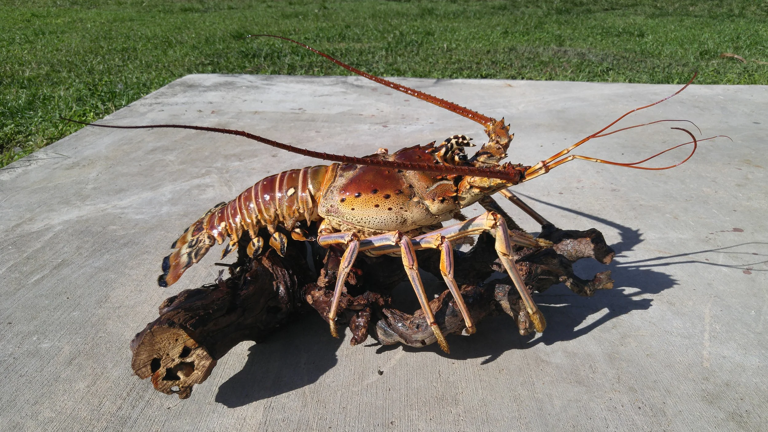 LOBSTER22.jpg