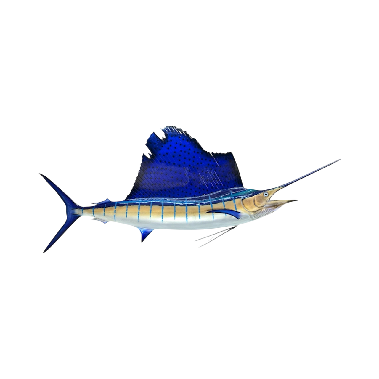 SAILFISH 66.PNG