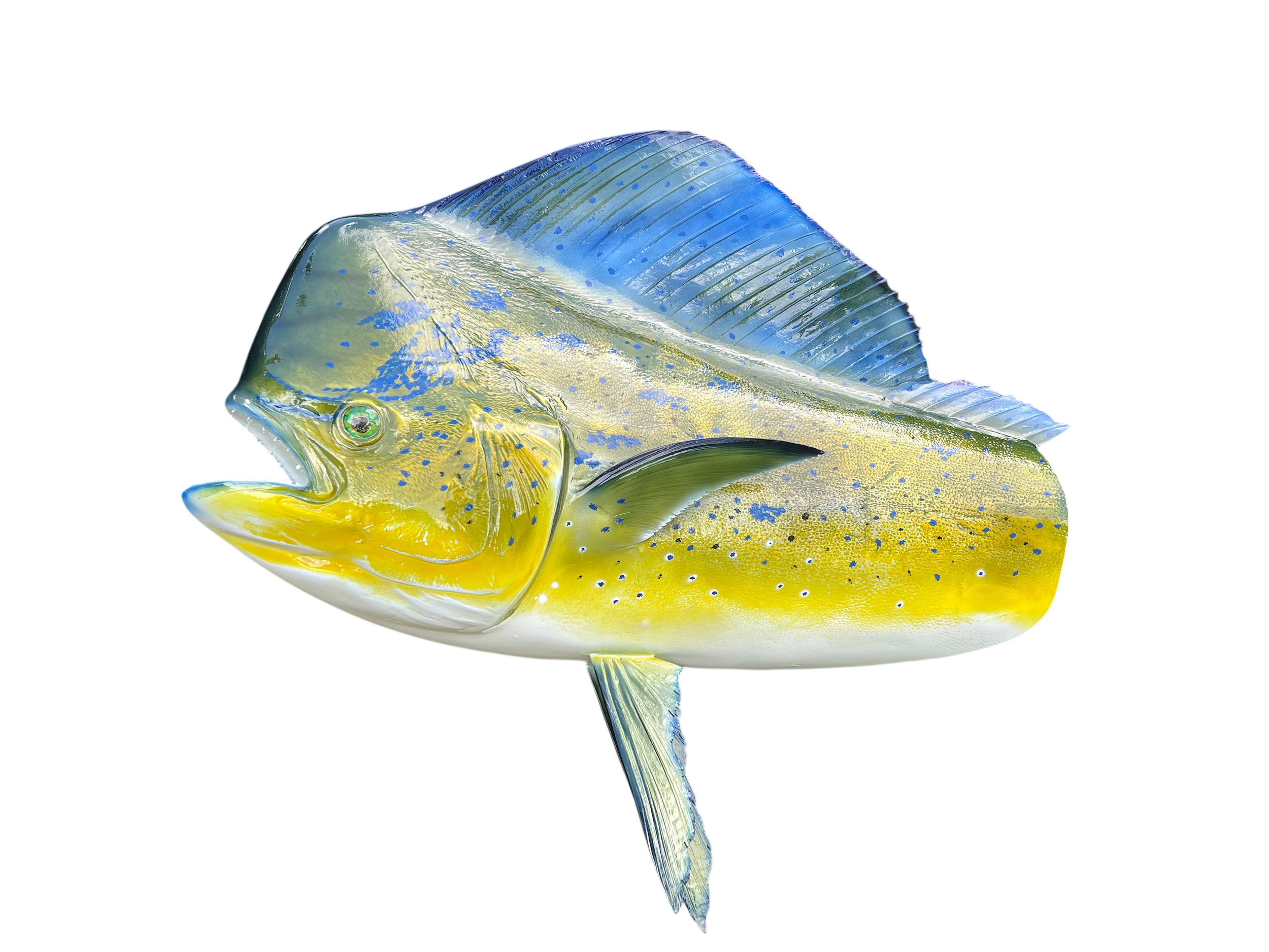 BULL DOLPHIN HEAD MOUNT 33.PNG