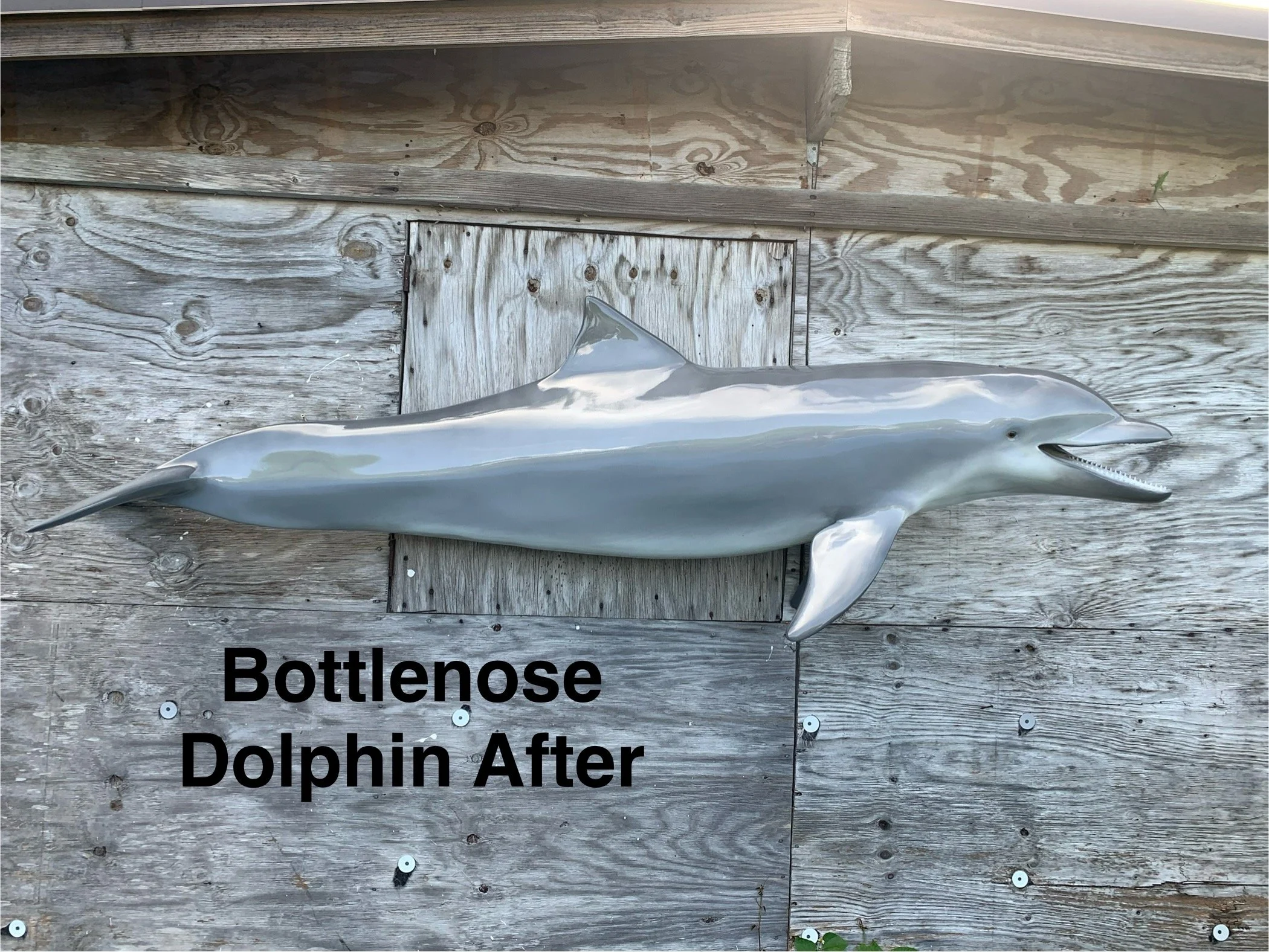 A shiny, young dolphin lying on a weathered wooden dock with a small rectangular hatch above it and a sign that reads "Bottlenose Dolphin After".