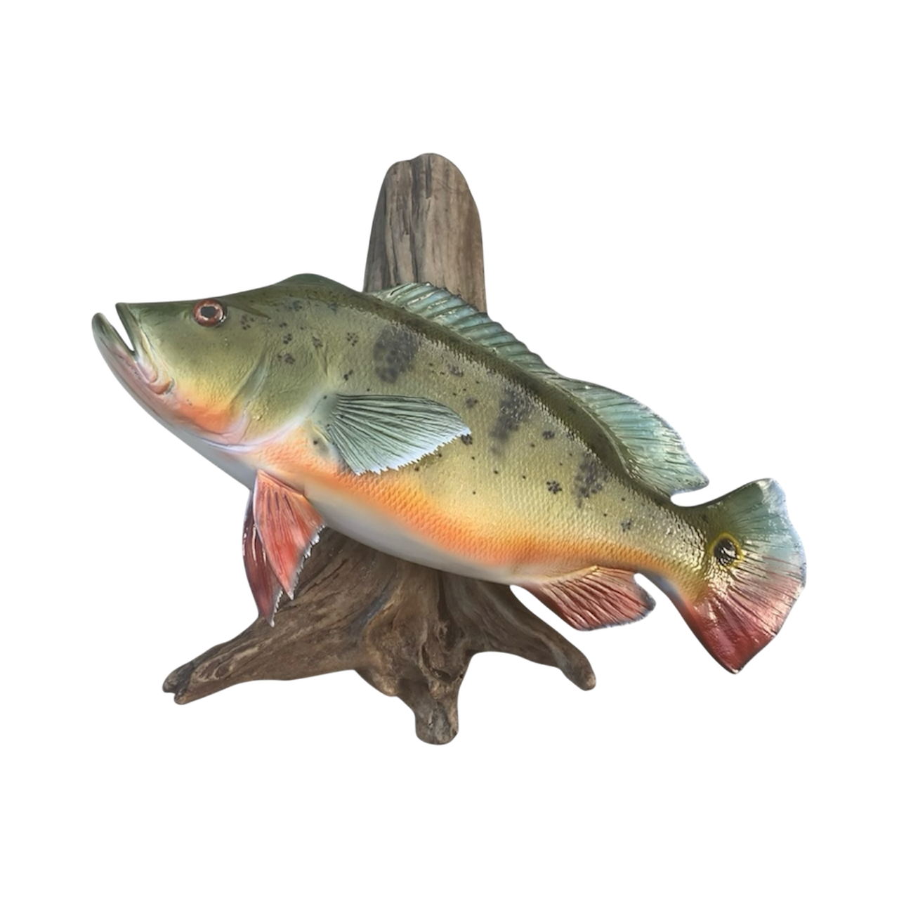 PEACOCK BASS 15.PNG