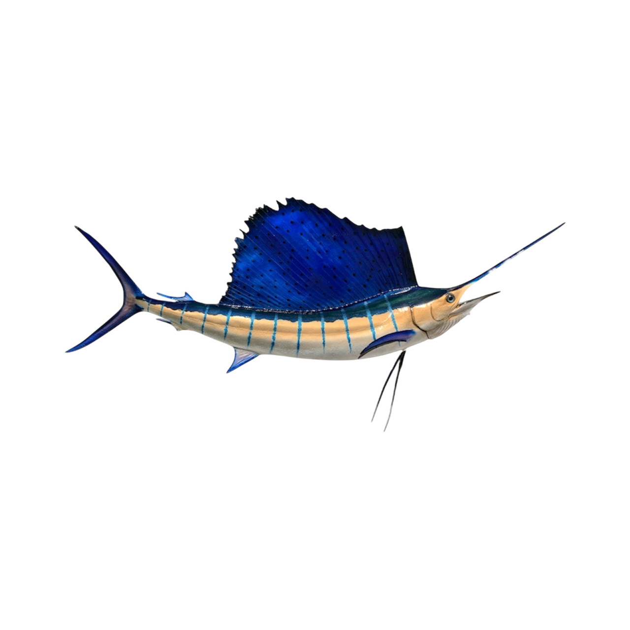 SAILFISH 99.PNG