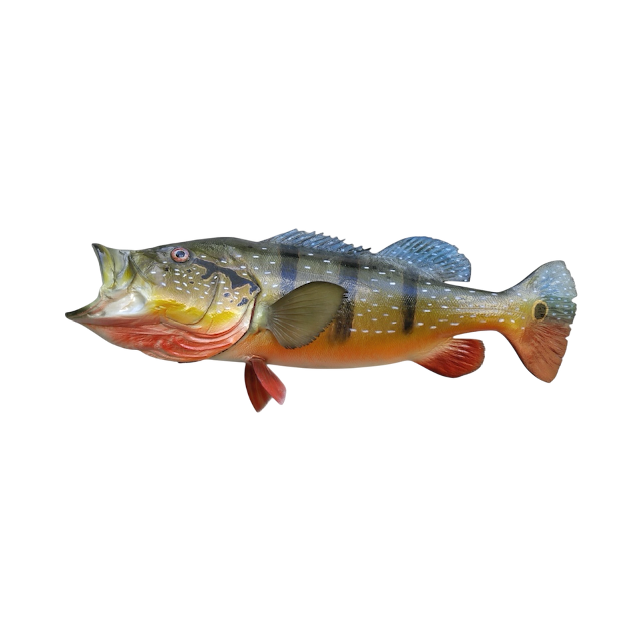 AMAZON PAVON SPECKLED 10.PNG