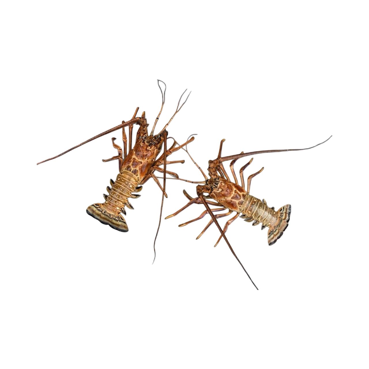 Two spiny lobsters with brown and orange shells and long antennae on black background.