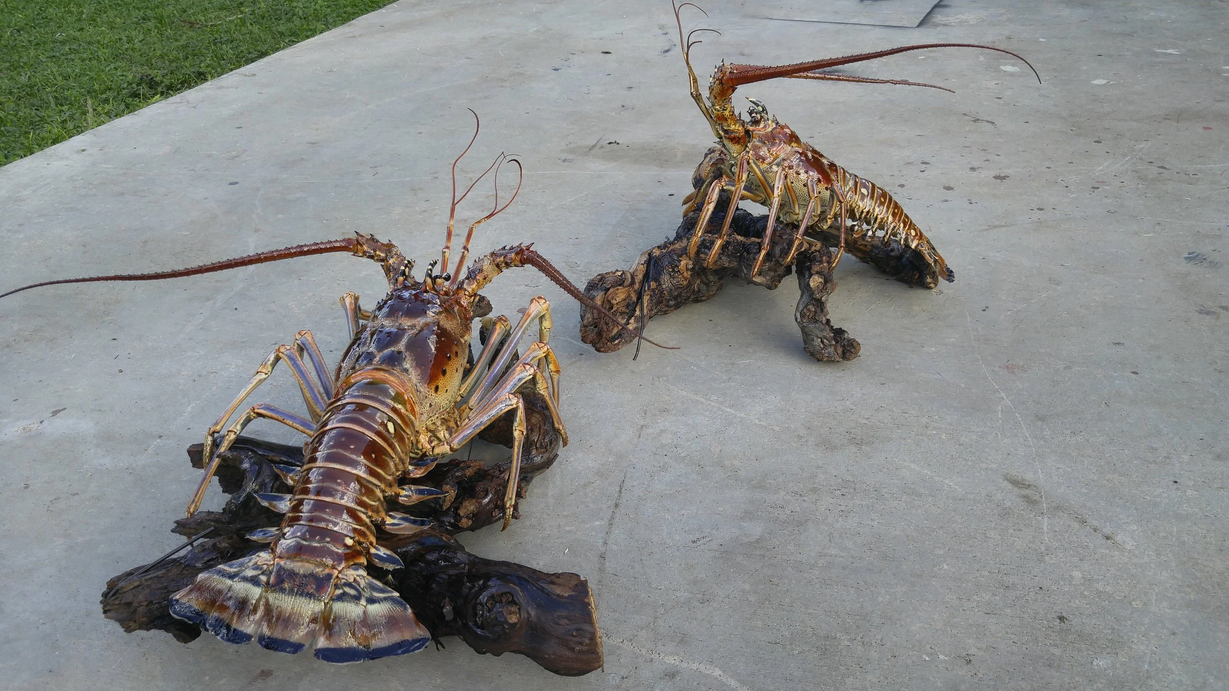 lobster8.jpg