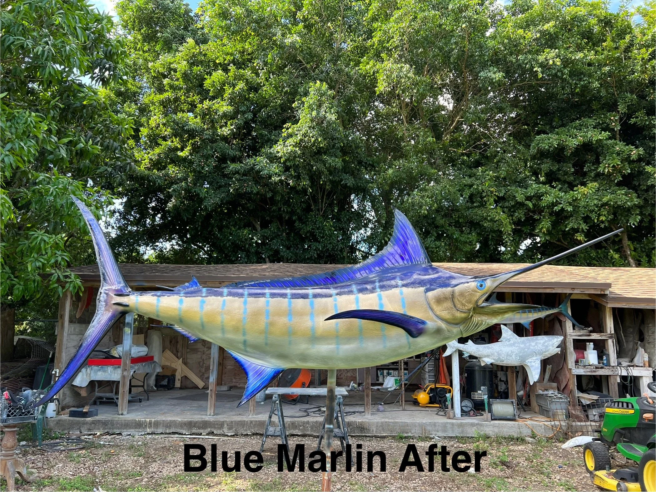 Large blue marlin fish sculpture outdoors on a wooden support structure under a tree, with tools and equipment in the background, and the words 'Blue Marlin After' at the bottom.